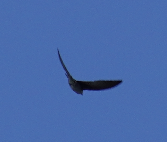 Purple Martin - ML621013447