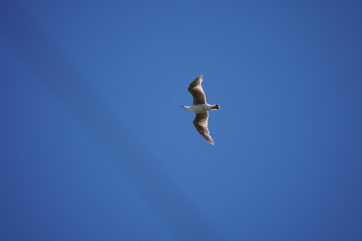 Great Black-backed Gull - ML621013485