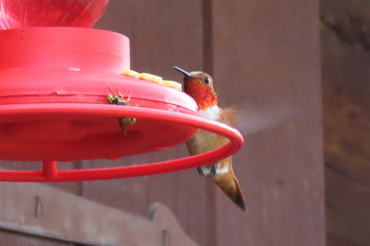 Rufous Hummingbird - ML621013489