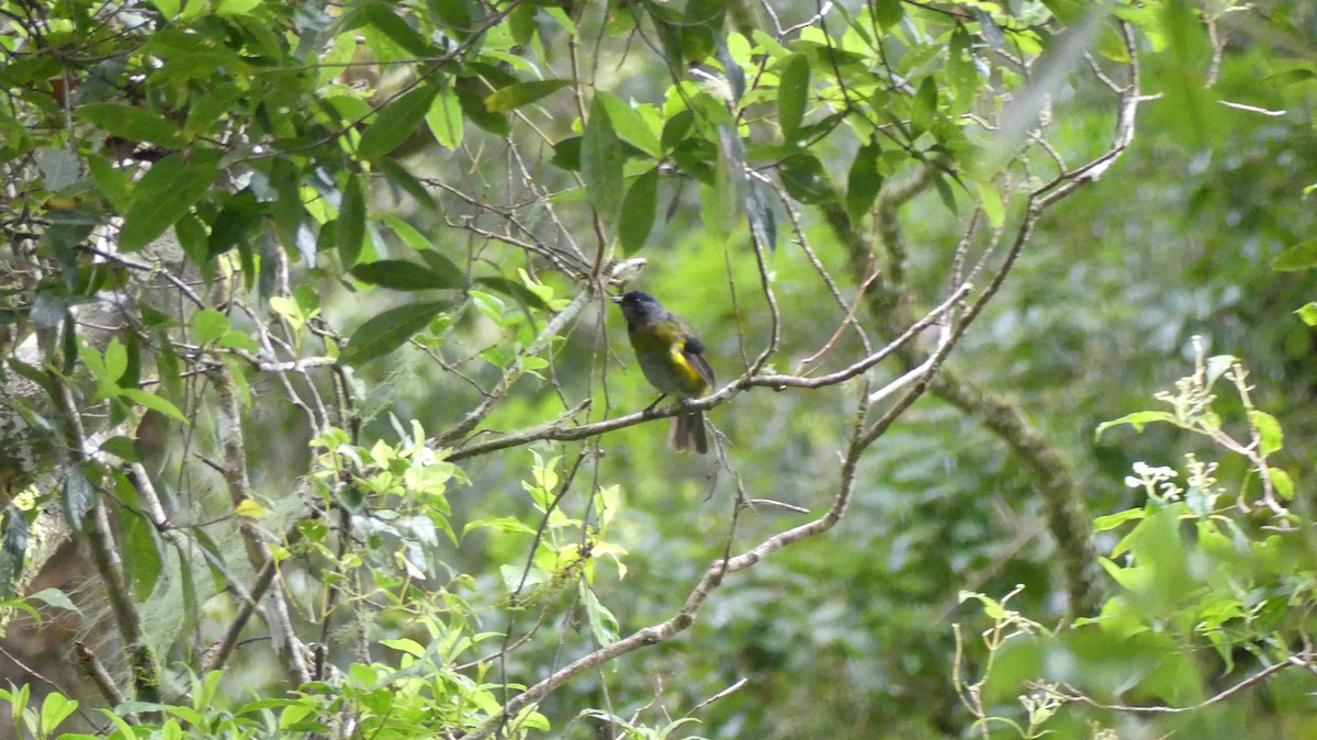 Black-and-yellow Silky-flycatcher - ML621013496