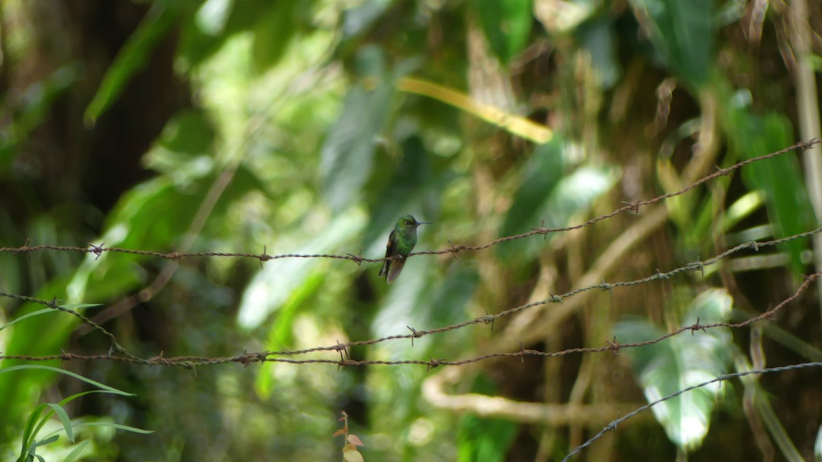 Stripe-tailed Hummingbird - ML621013514