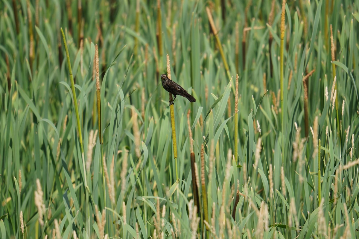 Red-winged Blackbird (Red-winged) - ML621013521