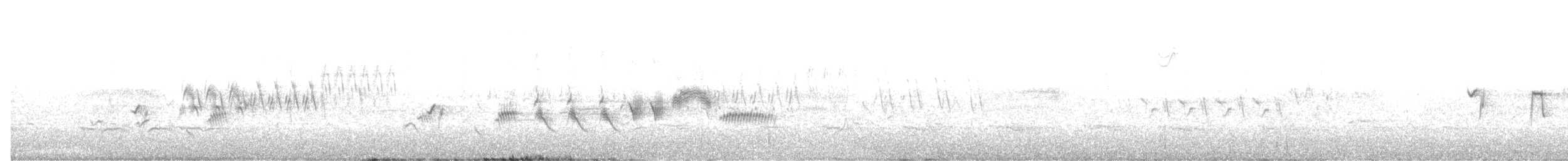 ゴマフスズメ（schistacea グループ） - ML621013530