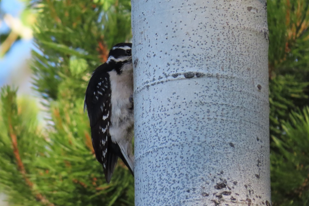 Hairy Woodpecker (Rocky Mts.) - ML621013535