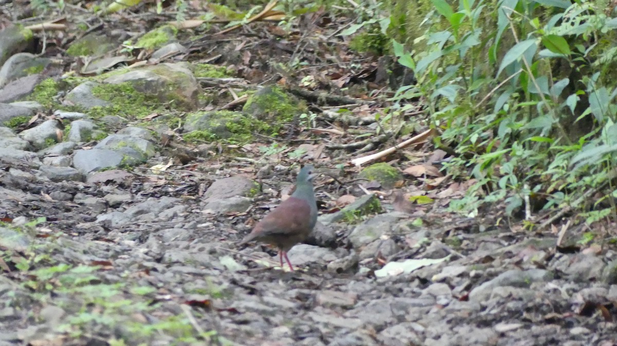 Buff-fronted Quail-Dove - ML621013545