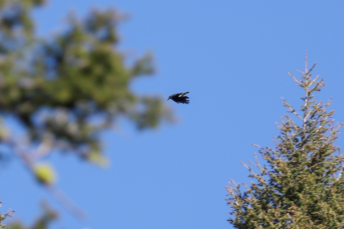 Clark's Nutcracker - ML621013559