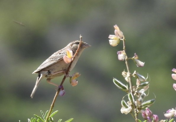 Grasshopper Sparrow - ML621013613