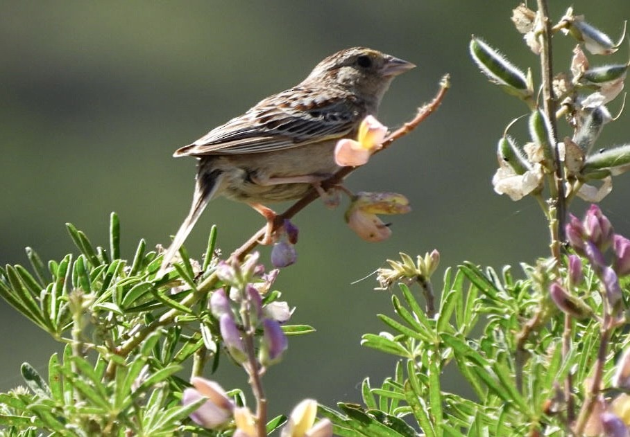 Grasshopper Sparrow - ML621013614