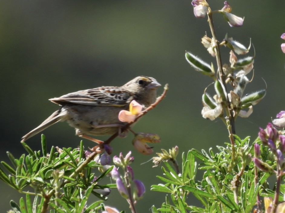 Grasshopper Sparrow - ML621013615