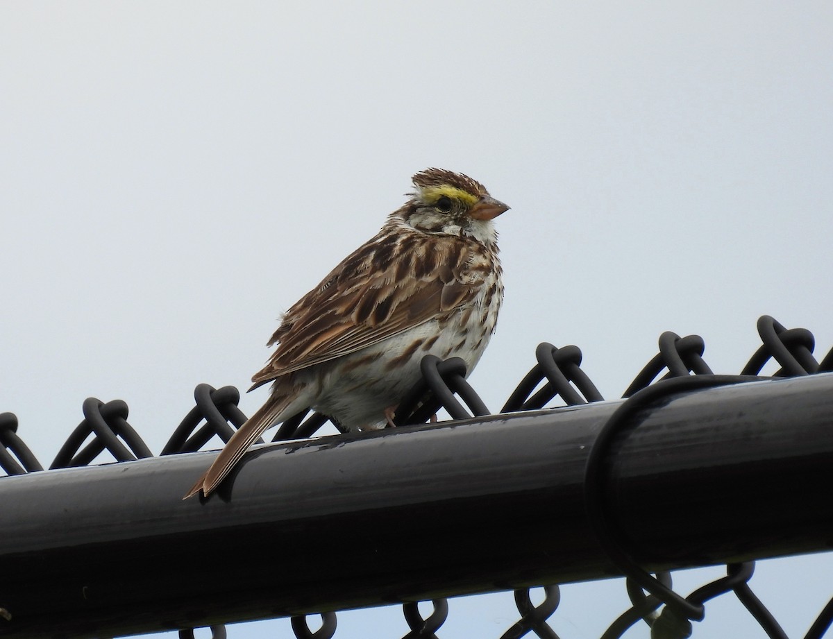 Savannah Sparrow - ML621013644