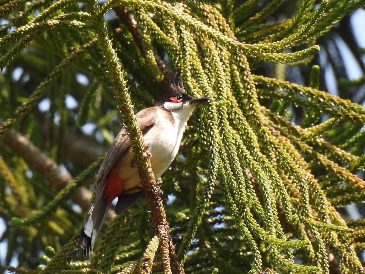 Red-whiskered Bulbul - Diane Bricmont