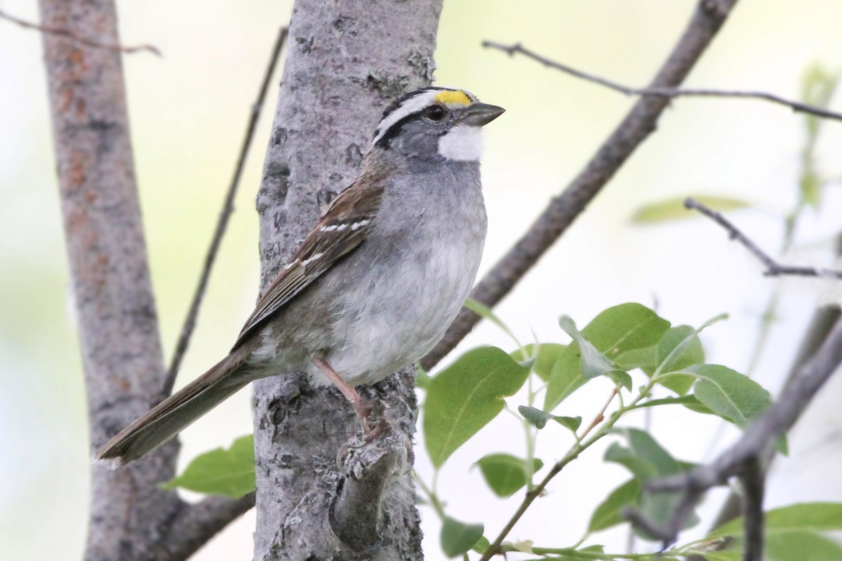 White-throated Sparrow - ML621013716