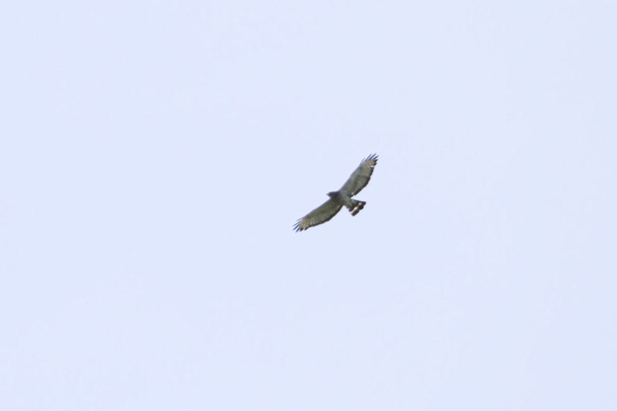 Broad-winged Hawk - ML621013719