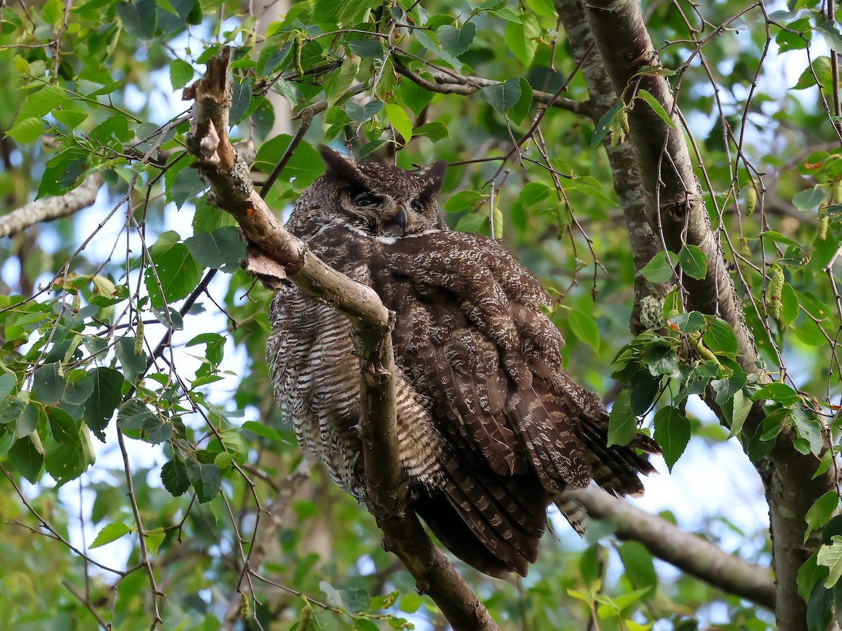 Great Horned Owl - ML621013735