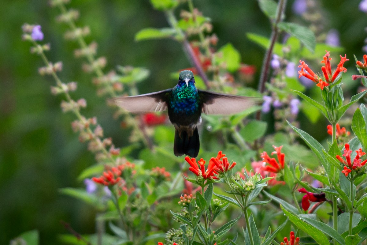 kolibřík zelený - ML621013736