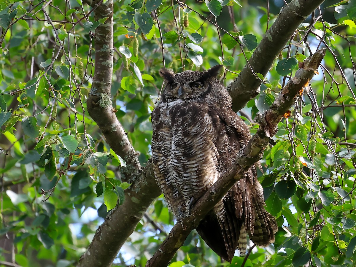 Great Horned Owl - ML621013745