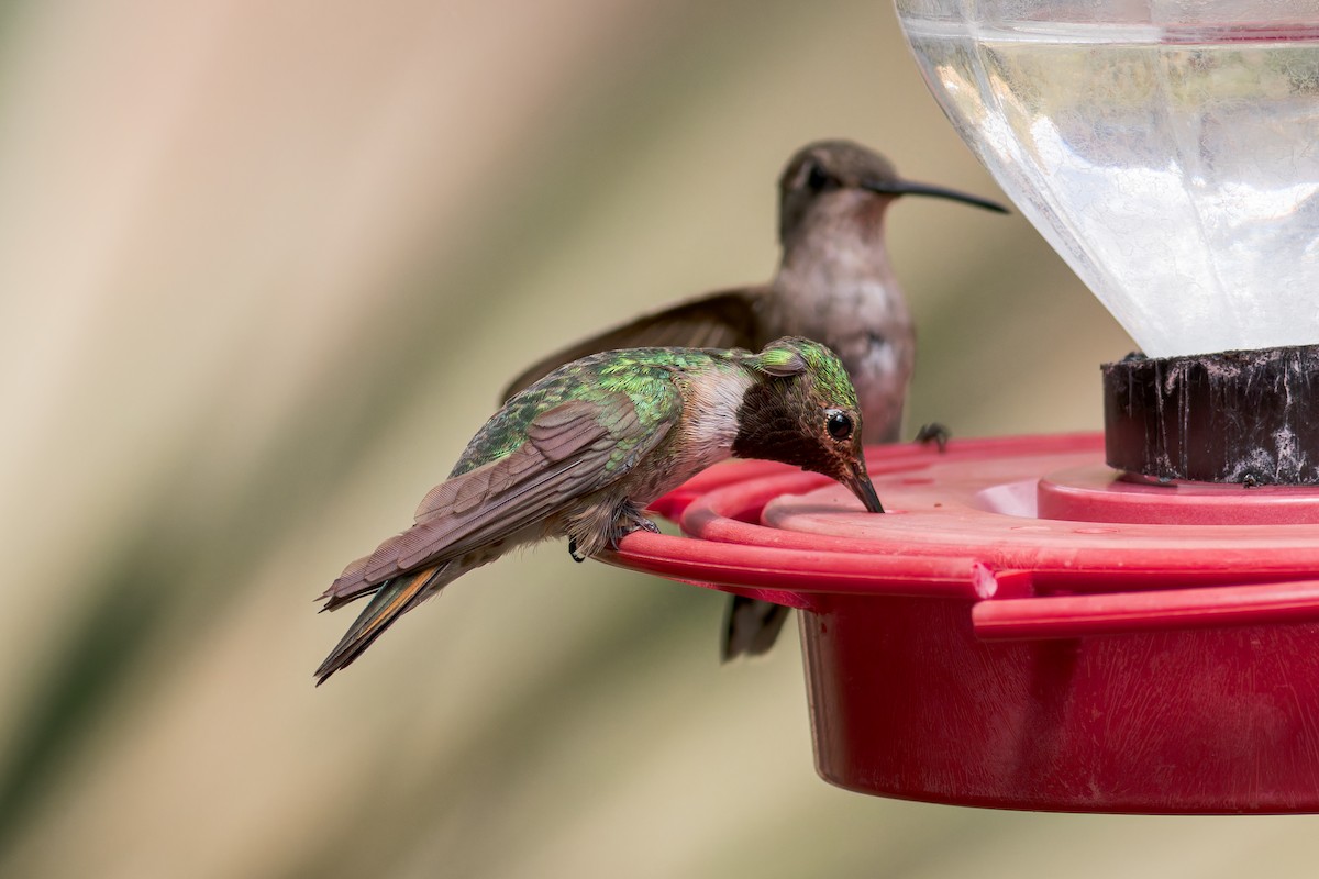 Broad-tailed Hummingbird - ML621013767