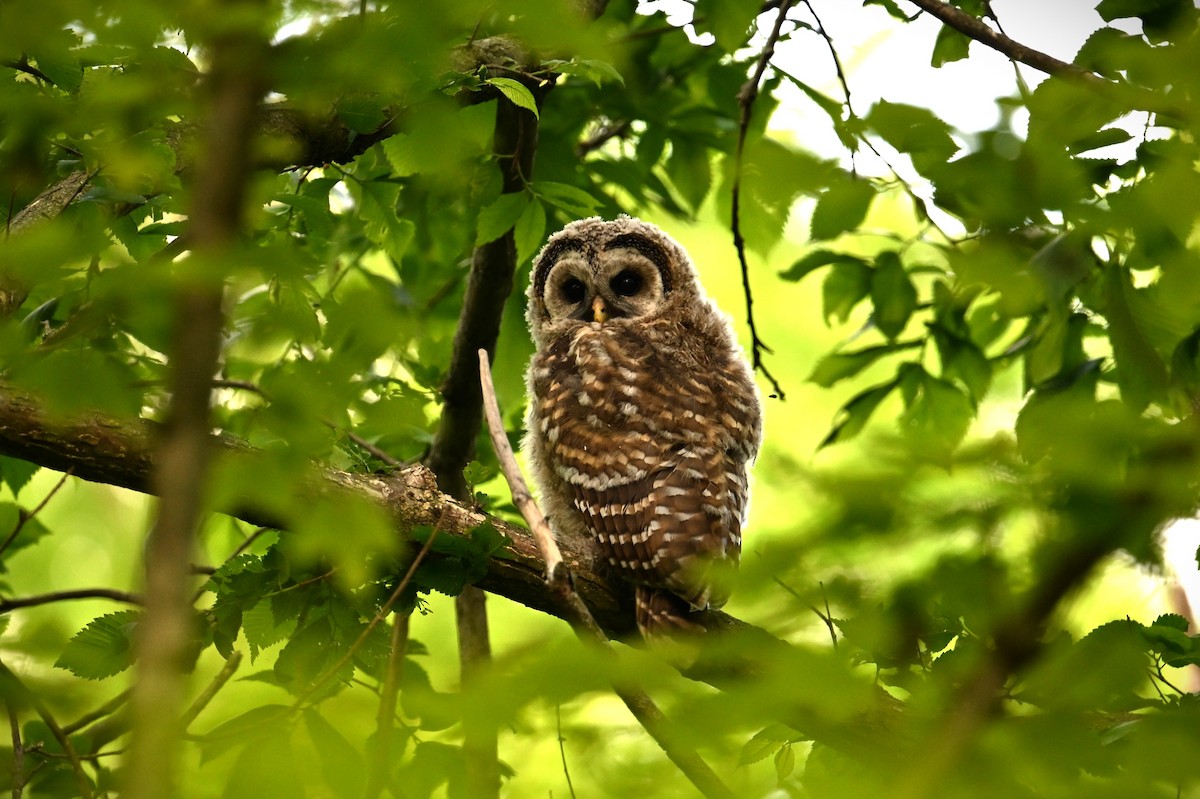 Barred Owl - ML621013784