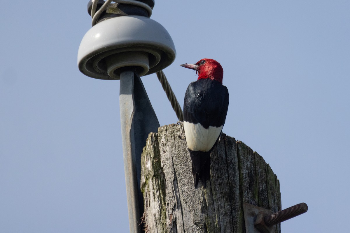 Red-headed Woodpecker - ML621013787