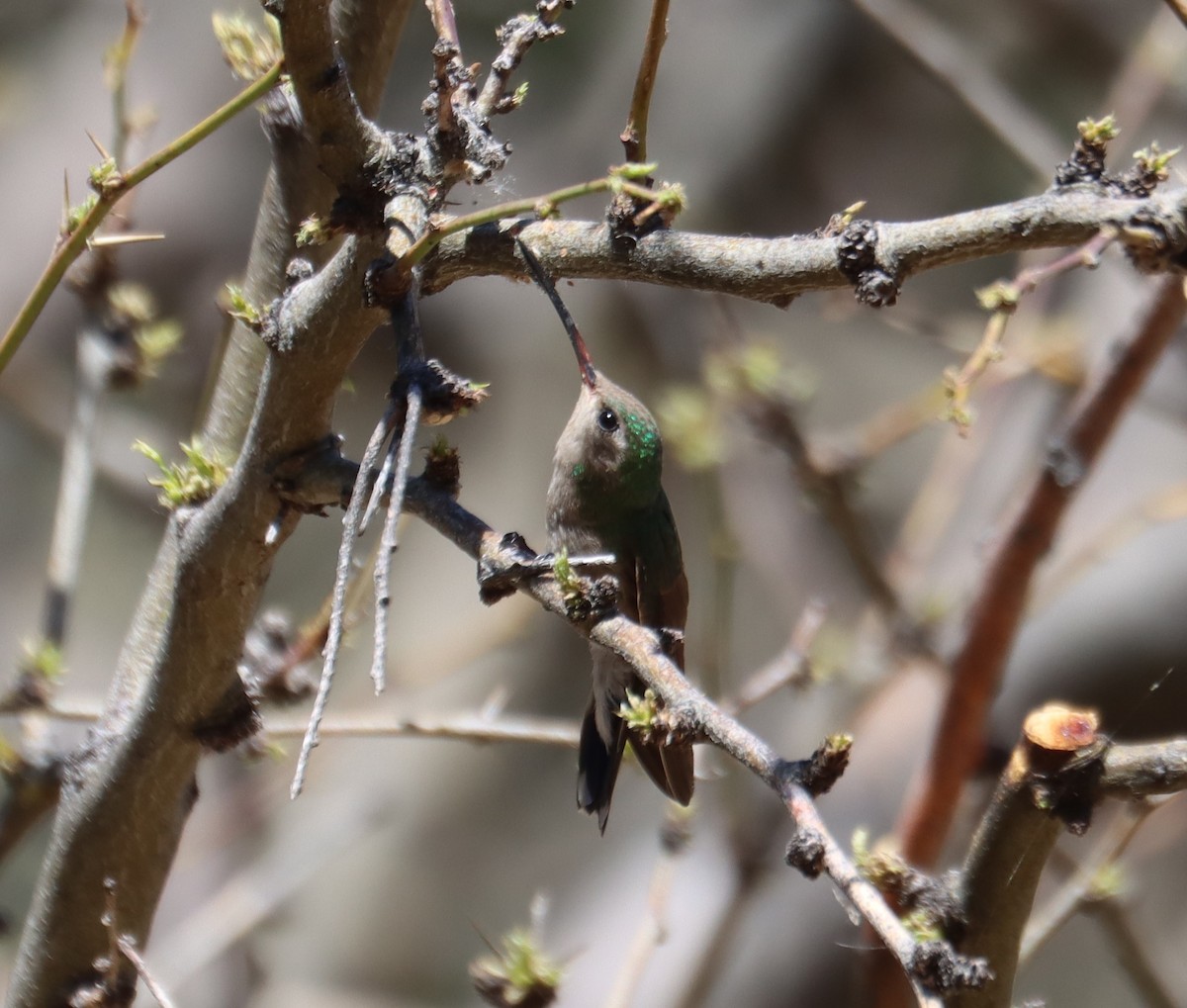 Broad-billed Hummingbird - ML621013813