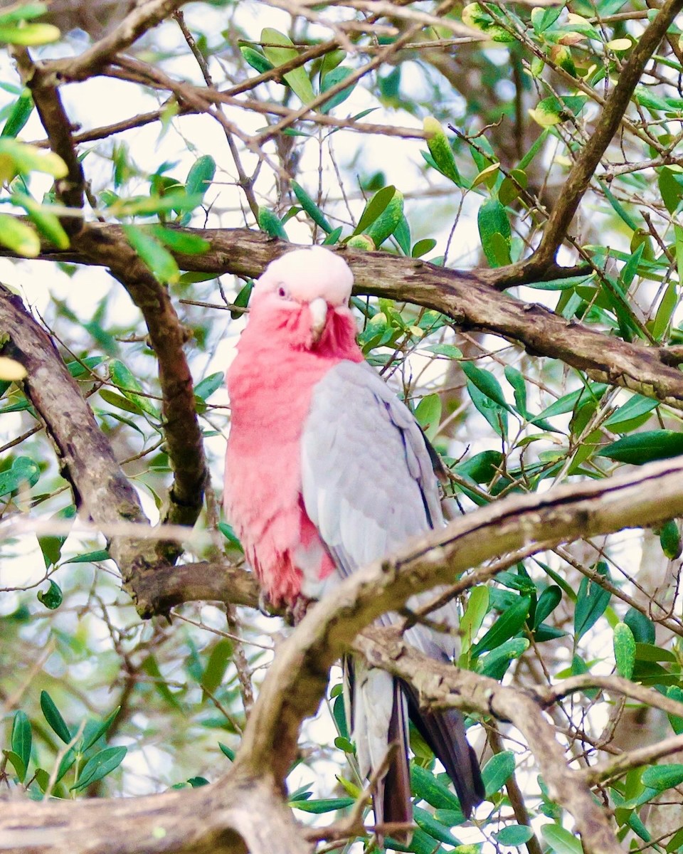 kakadu růžový - ML621013830