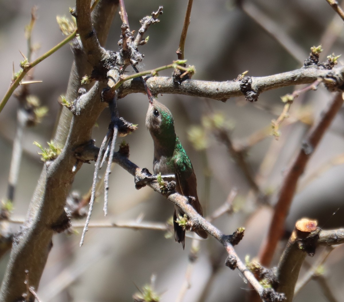 Broad-billed Hummingbird - ML621013839