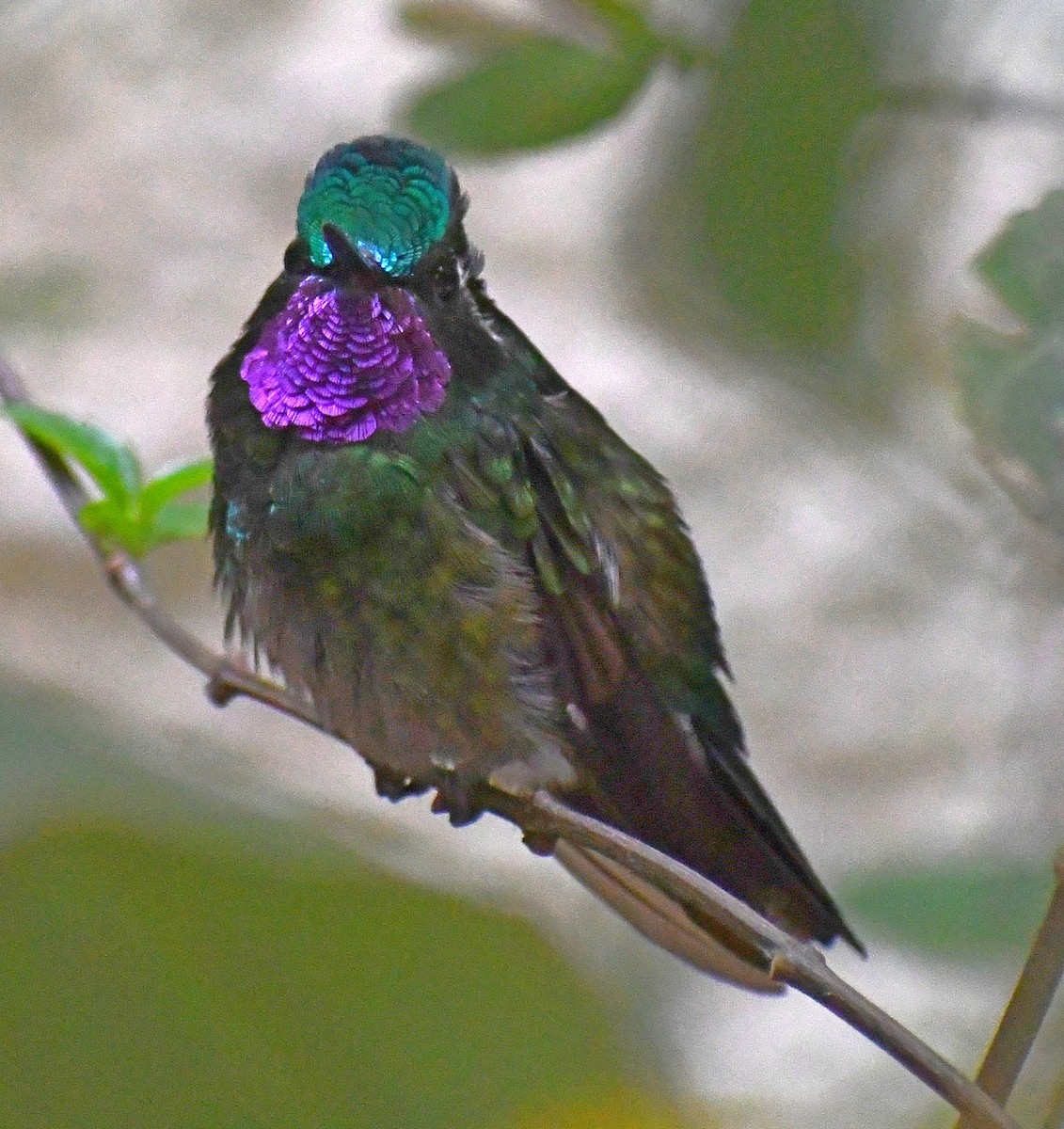 kolibřík fialovohrdlý - ML621013846