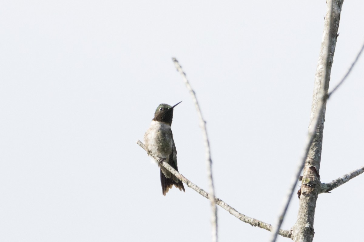 Ruby-throated Hummingbird - ML621013847