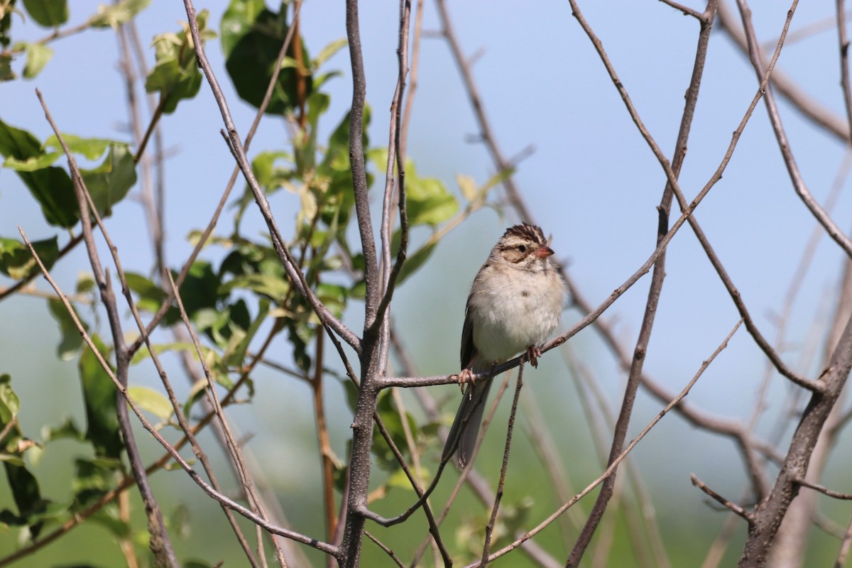 Clay-colored Sparrow - ML621013850