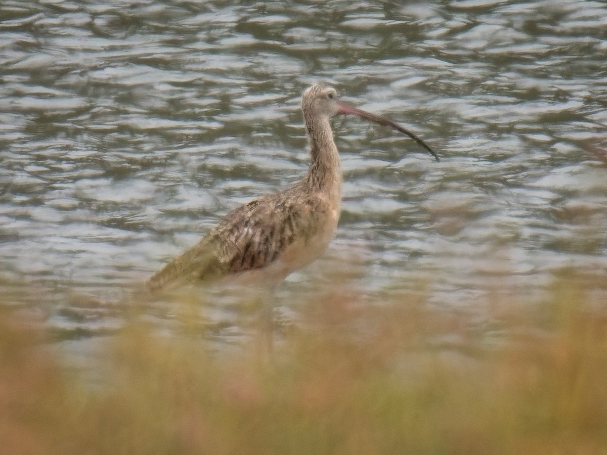 Long-billed Curlew - ML621013859