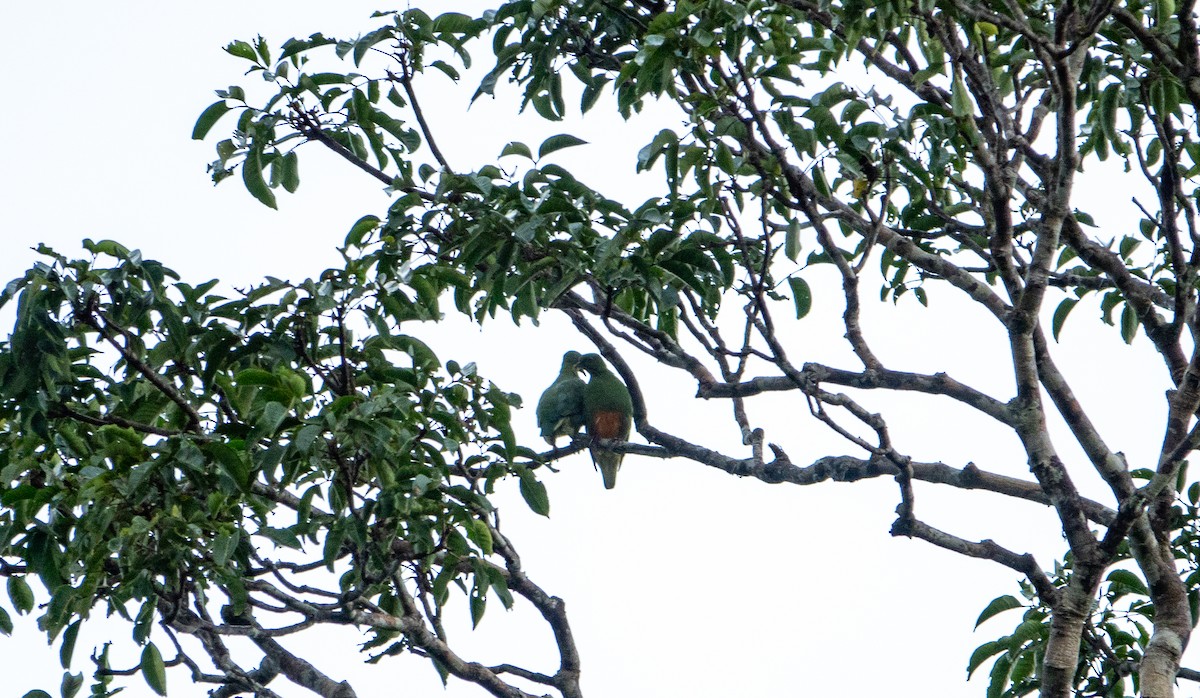 holub oranžovobřichý - ML621013860