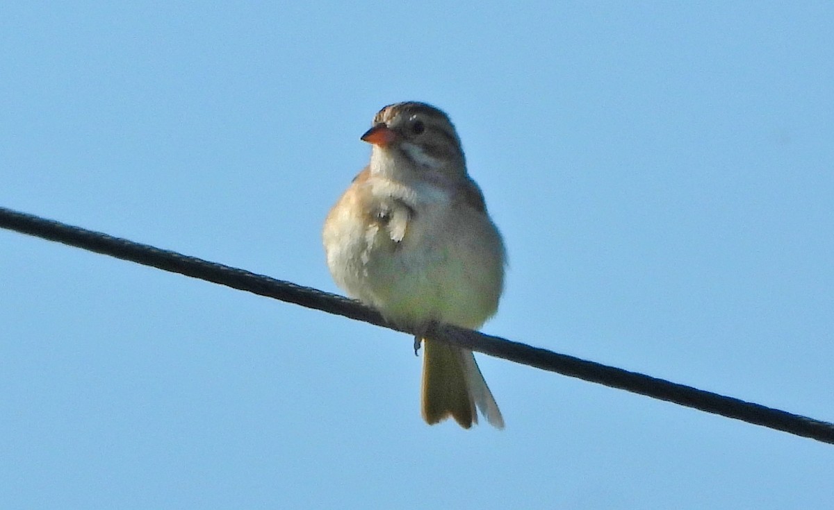 Clay-colored Sparrow - Bonnie Heinecke