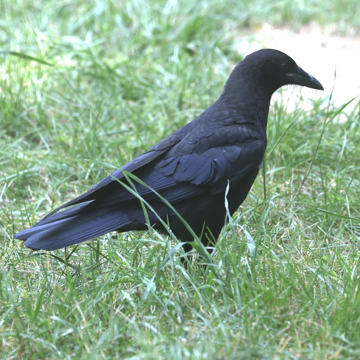 American Crow - ML621013868