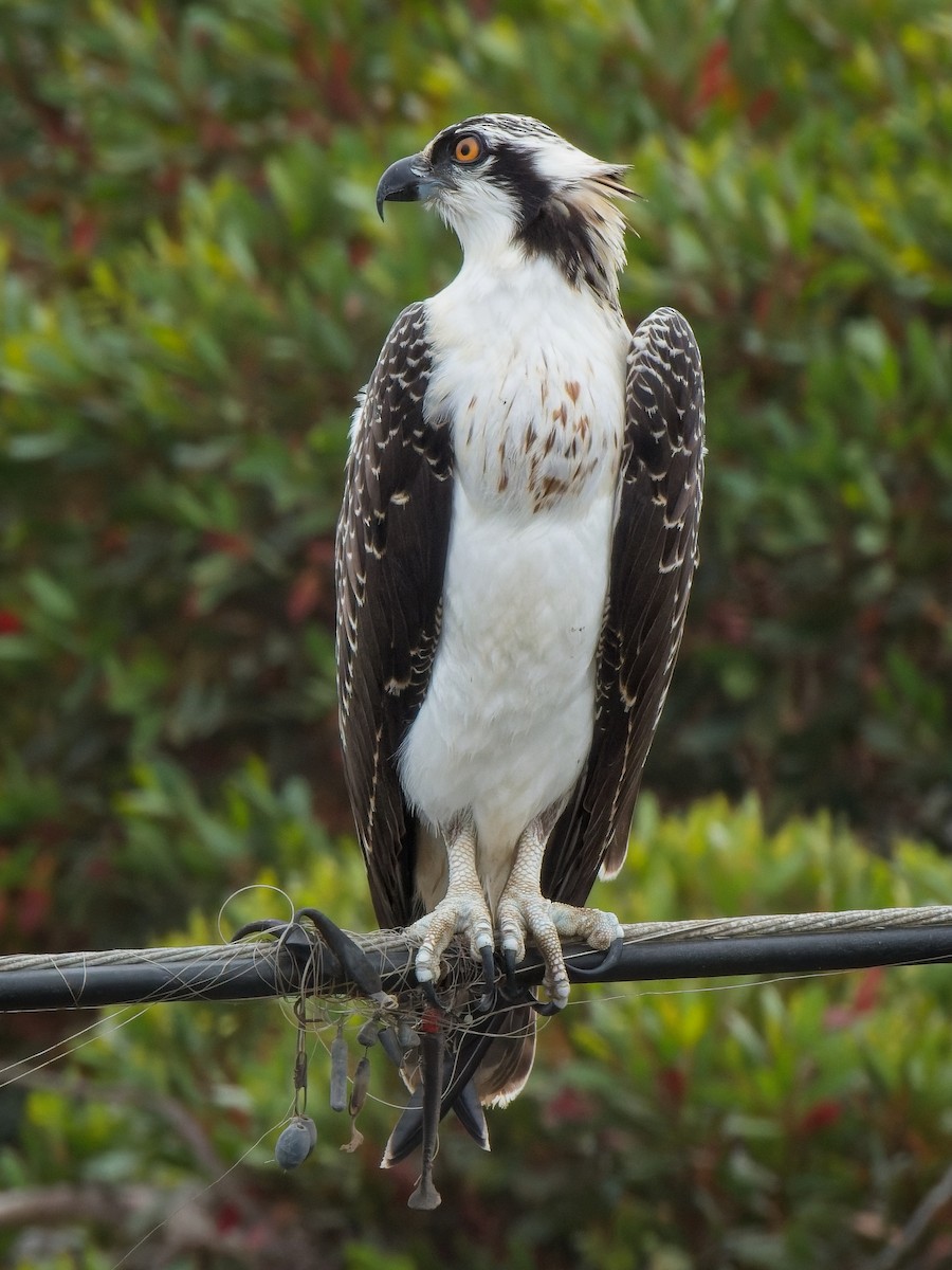 Osprey - ML621013873