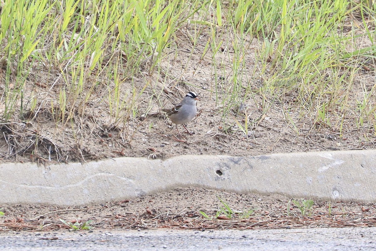 White-crowned Sparrow - ML621013880