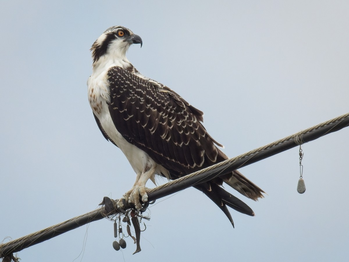 Osprey - ML621013883