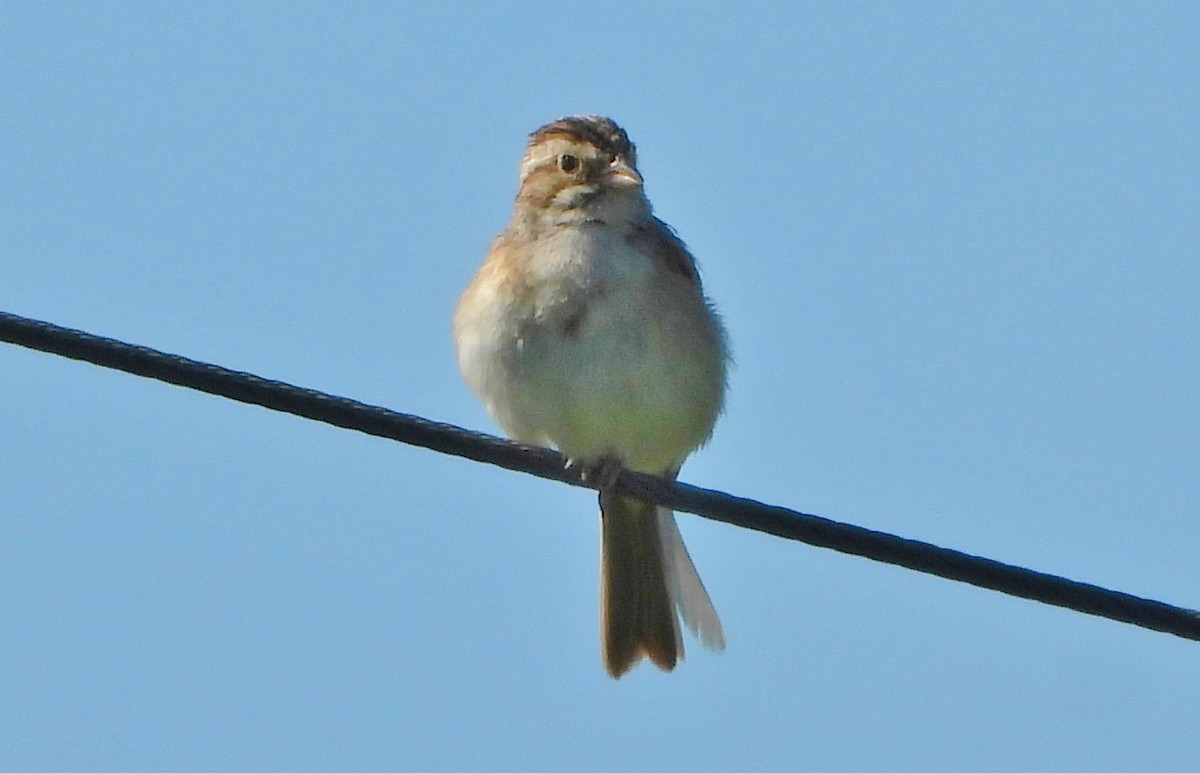 Clay-colored Sparrow - ML621013886