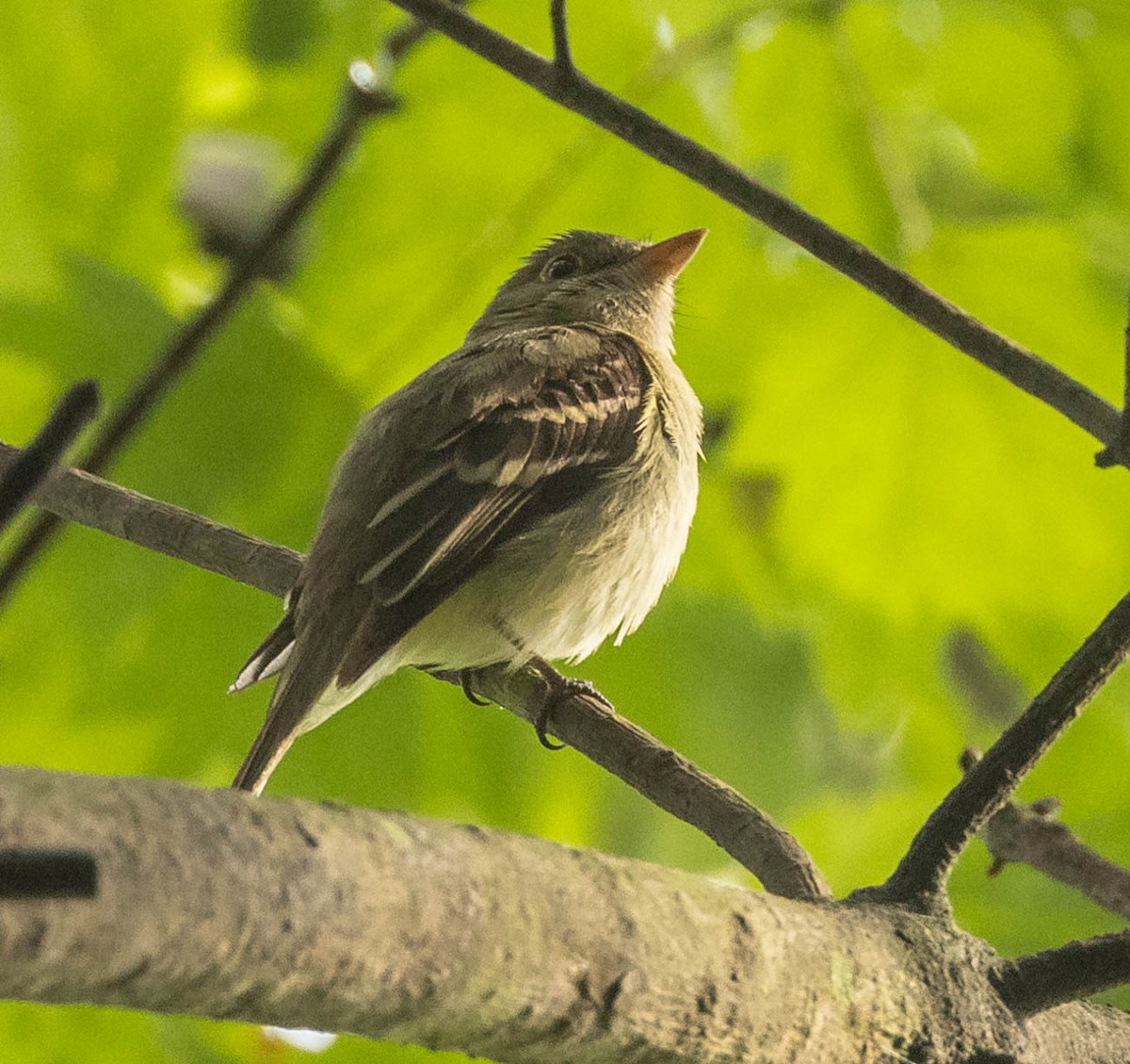 Acadian Flycatcher - ML621013927