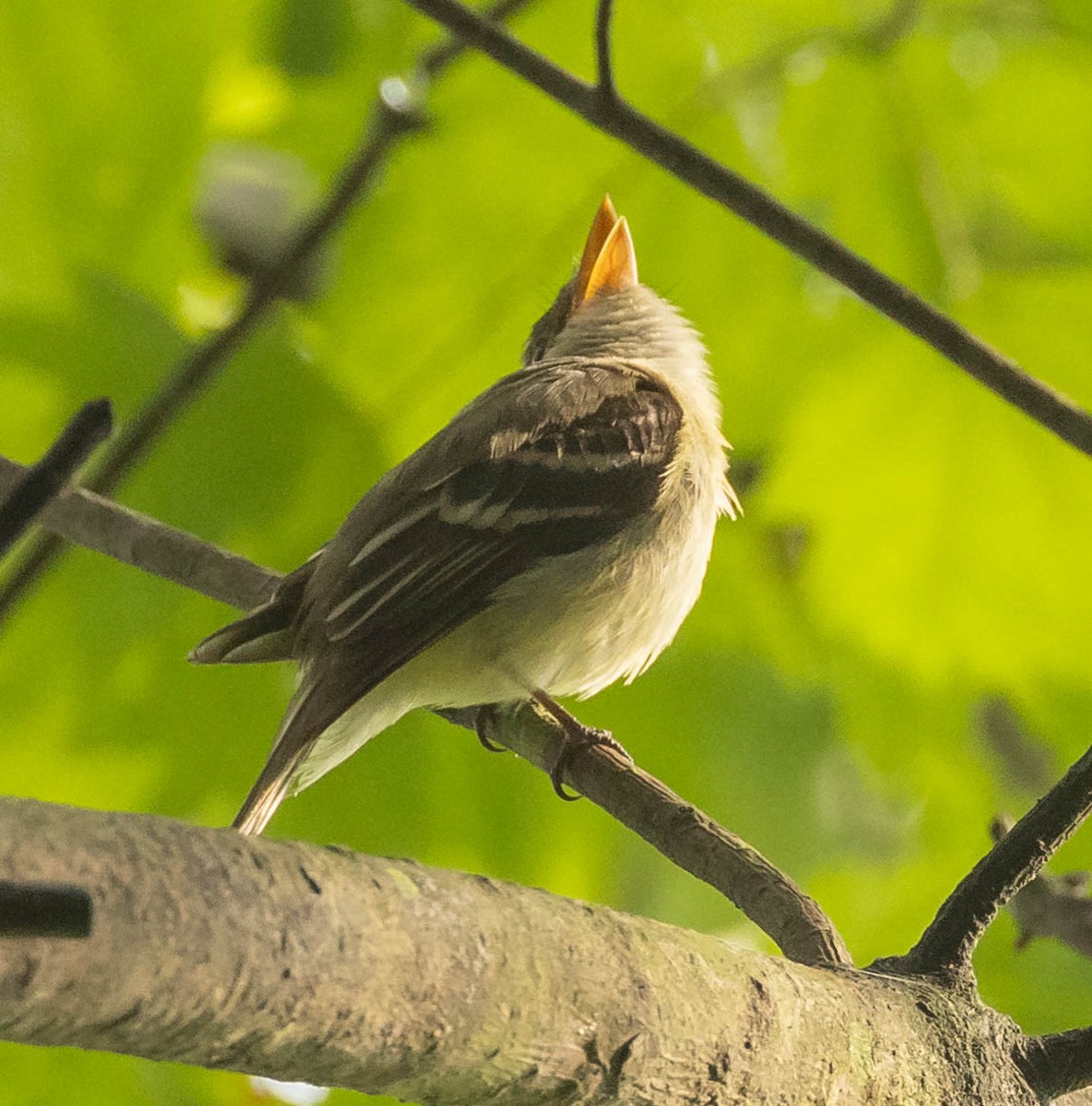 Acadian Flycatcher - ML621013928