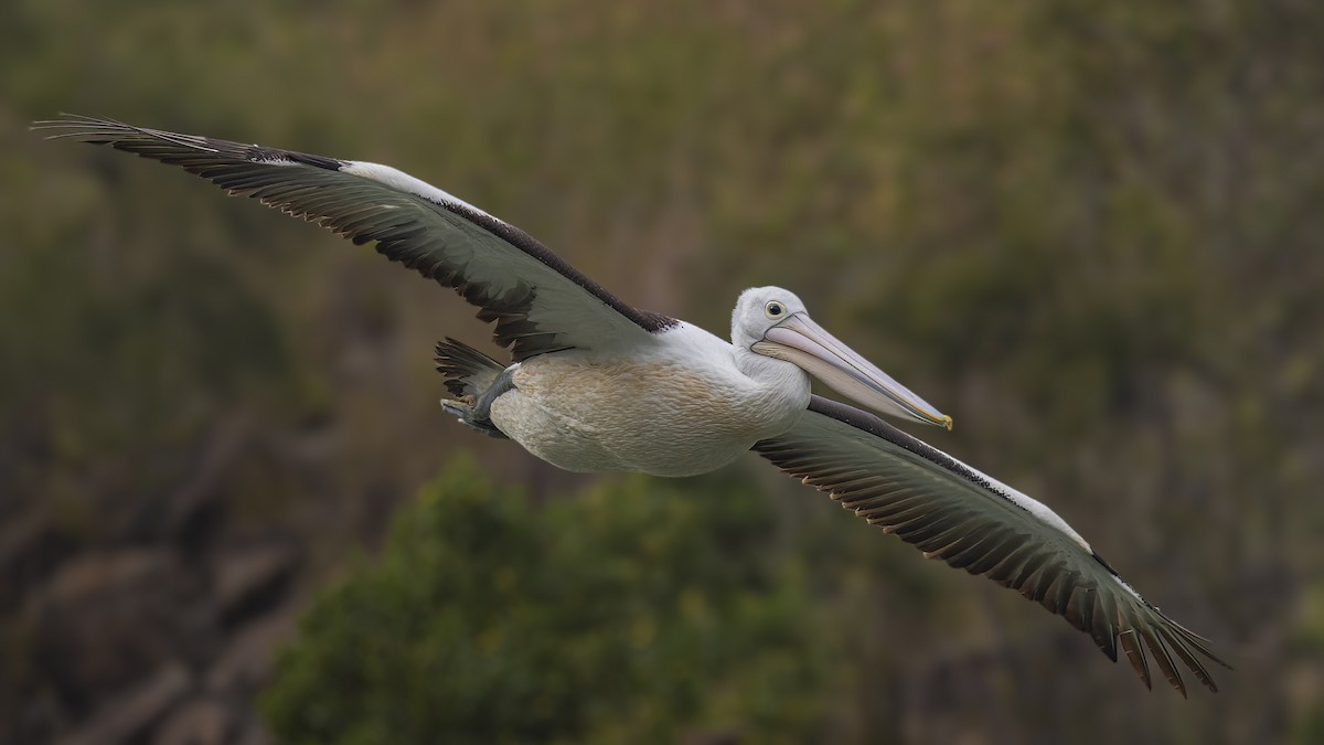 pelikán australský - ML621013931