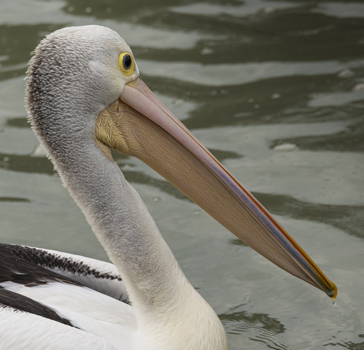 pelikán australský - ML621013932