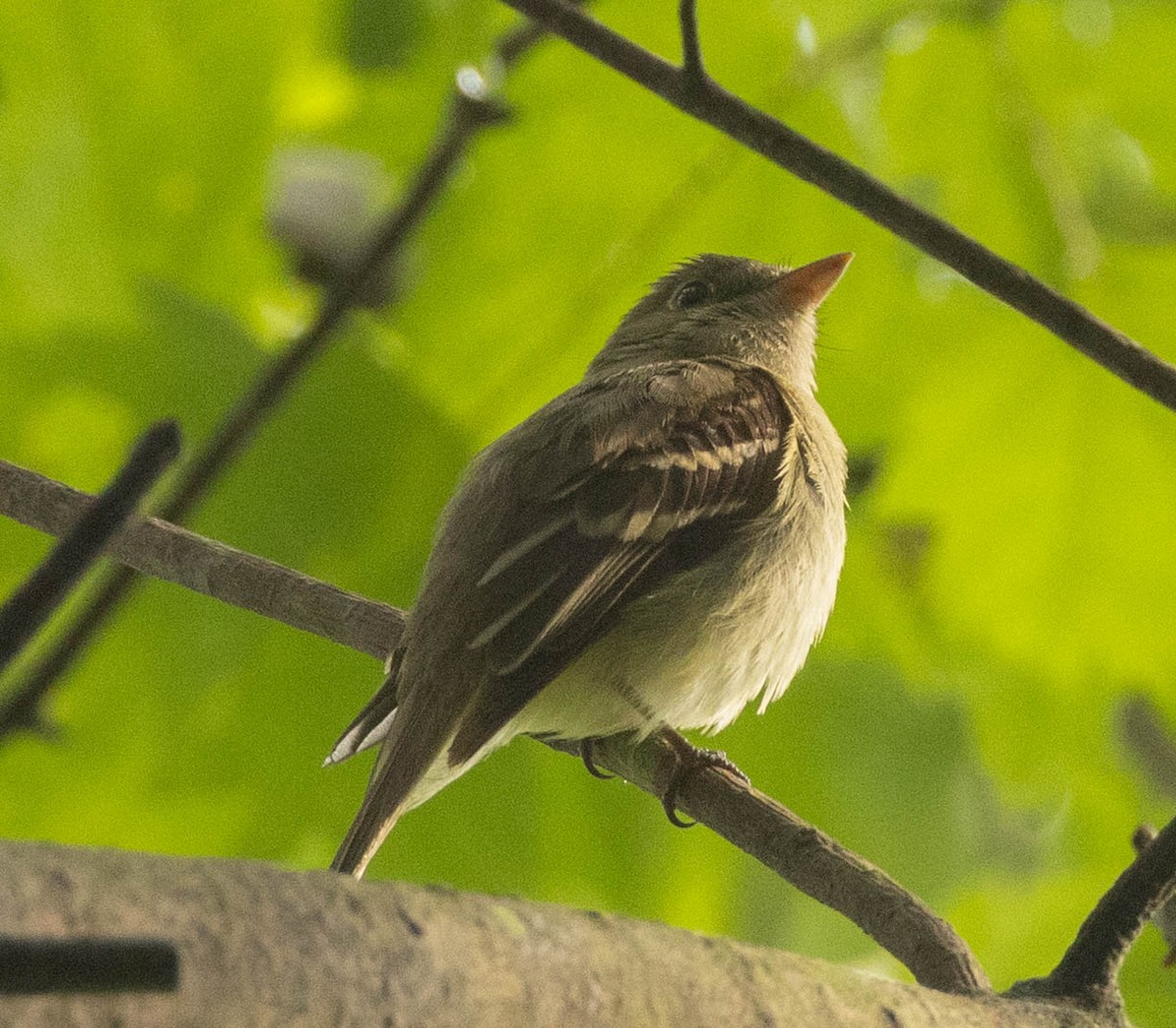 Acadian Flycatcher - ML621013938