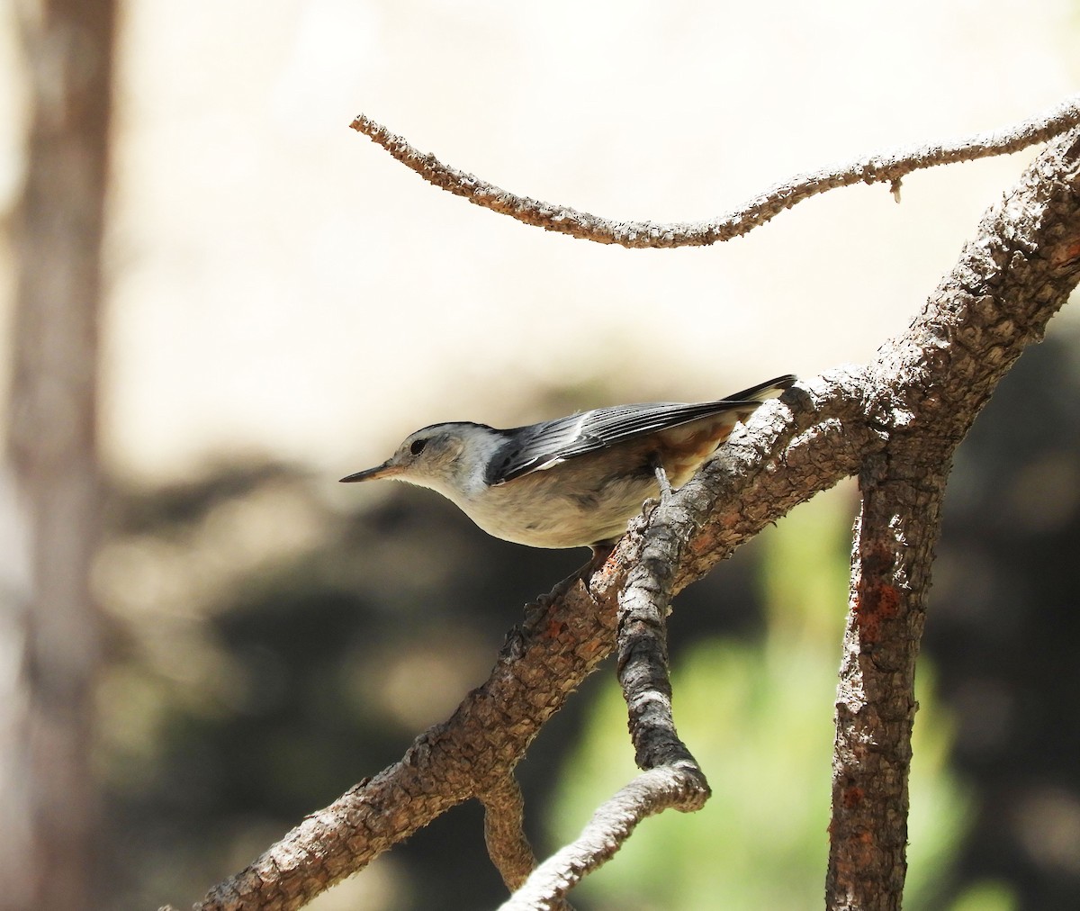 White-breasted Nuthatch - ML621013943