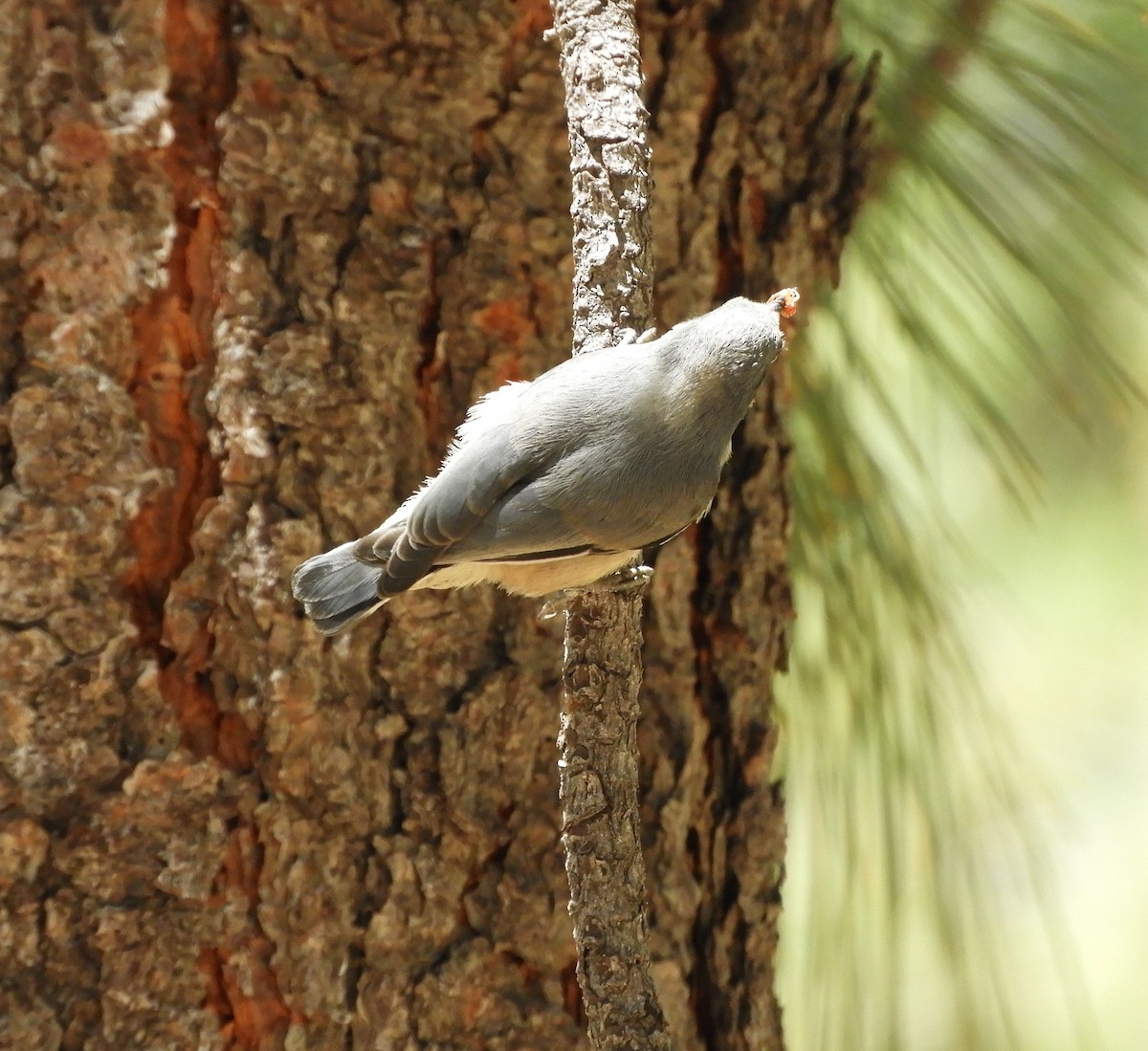 White-breasted Nuthatch - ML621013946