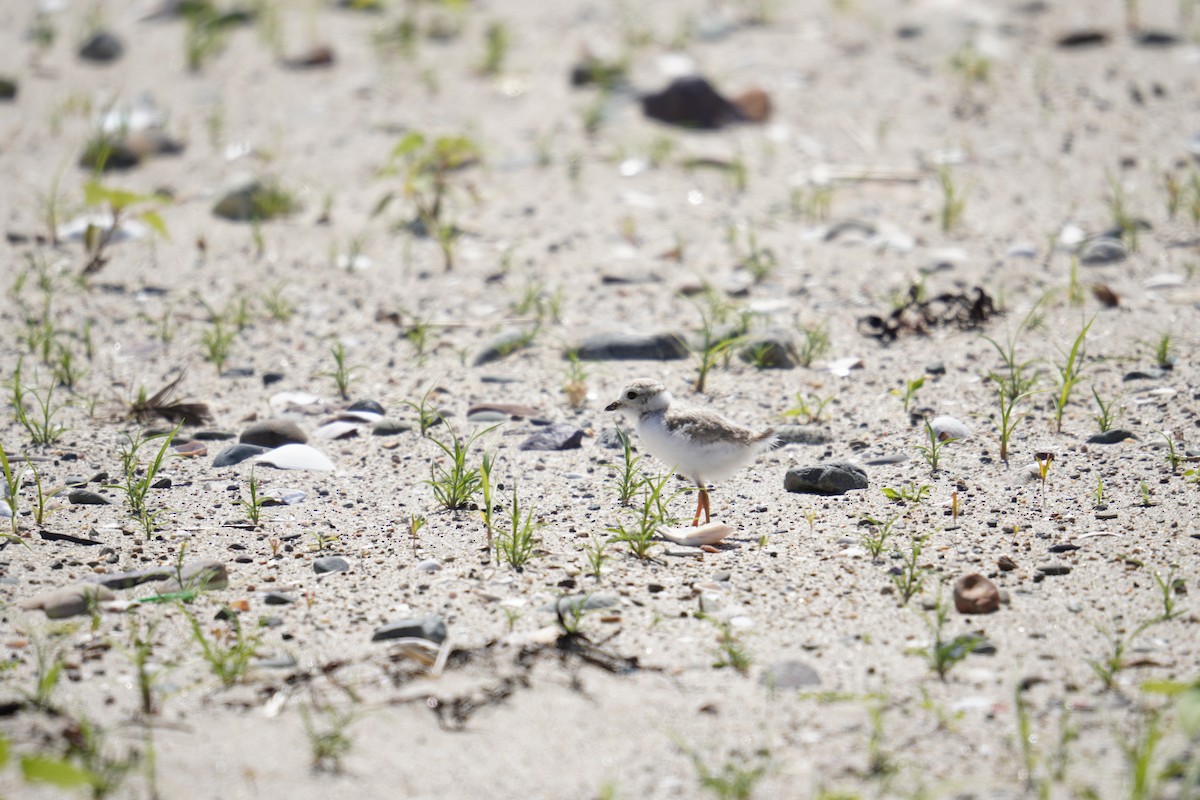 Piping Plover - ML621013964