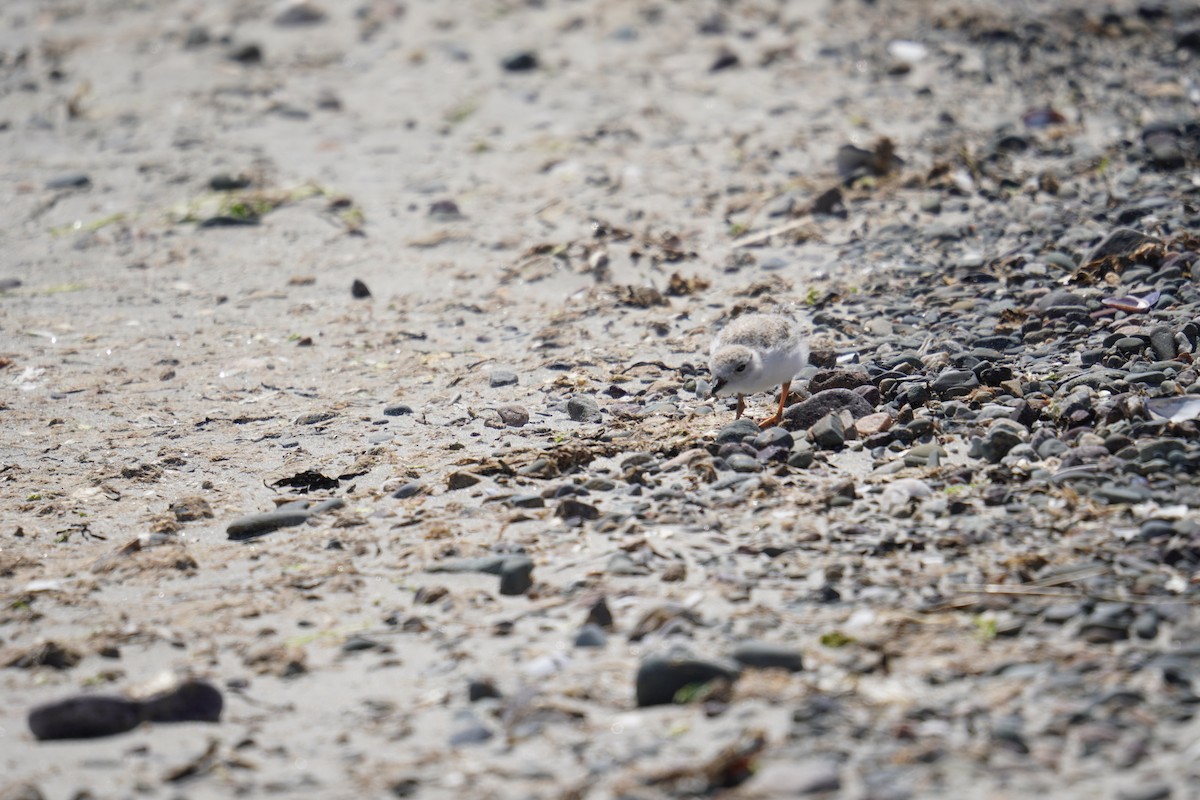 Piping Plover - ML621013972