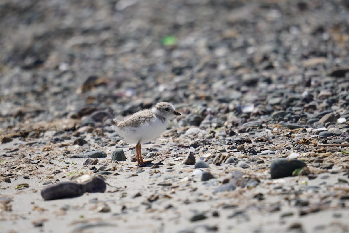 Piping Plover - ML621013980