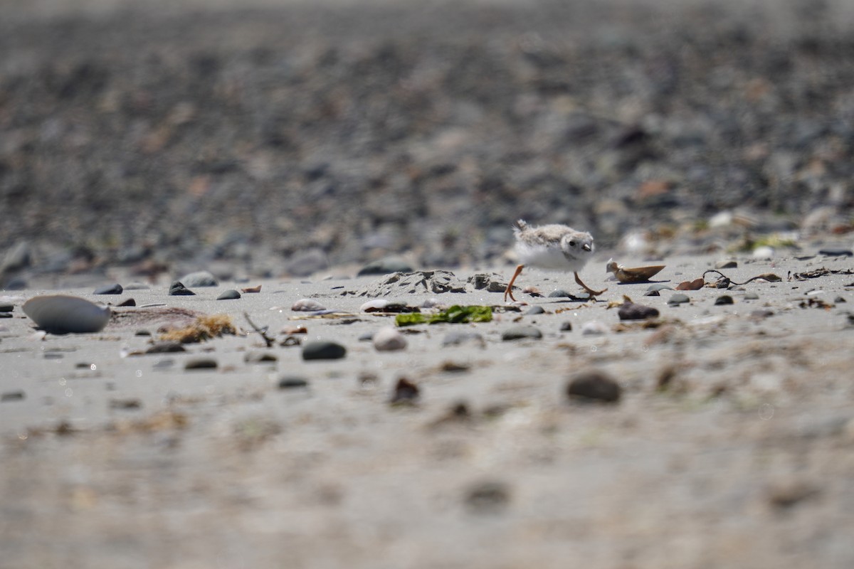 Piping Plover - ML621013990