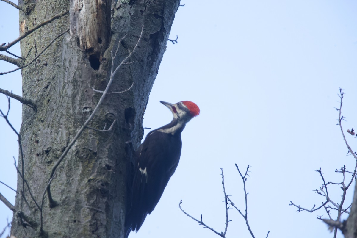 Pileated Woodpecker - ML621013991