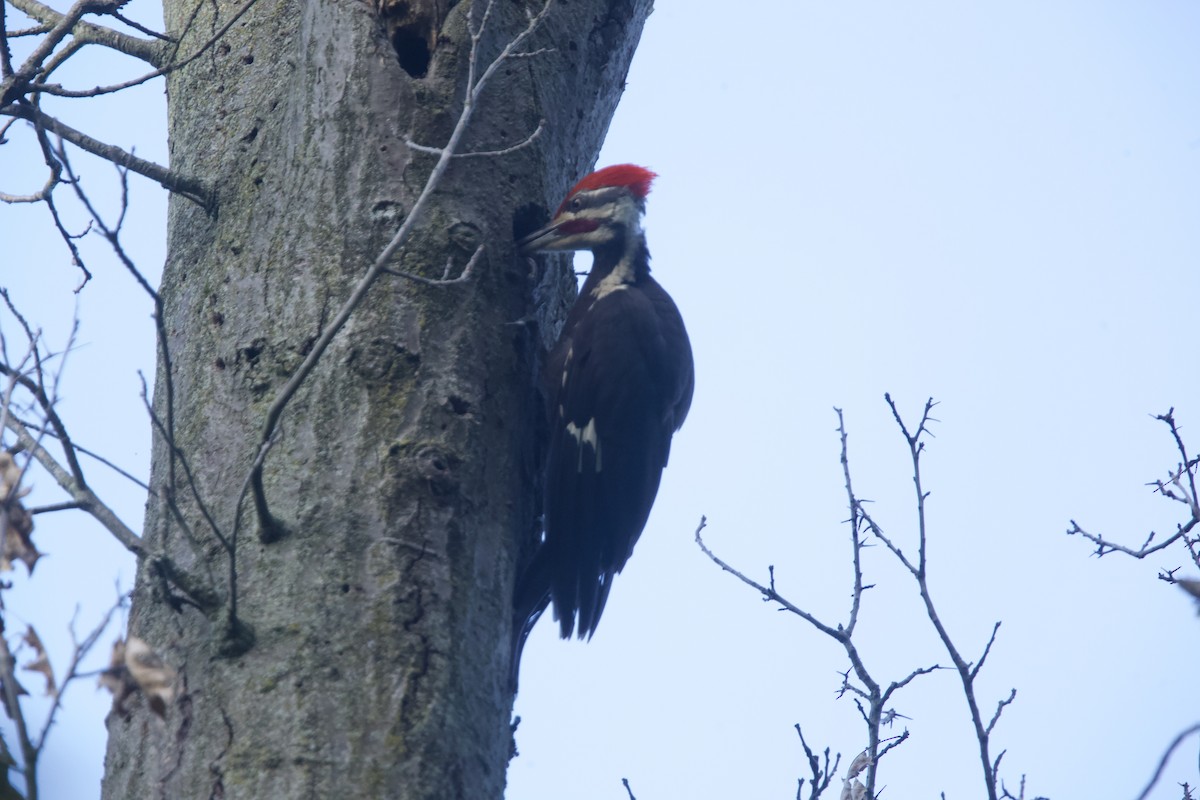 Pileated Woodpecker - ML621013992
